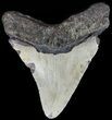 Bargain Megalodon Tooth - North Carolina #49529-2